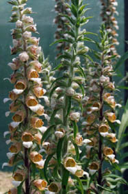 Digitalis trojana